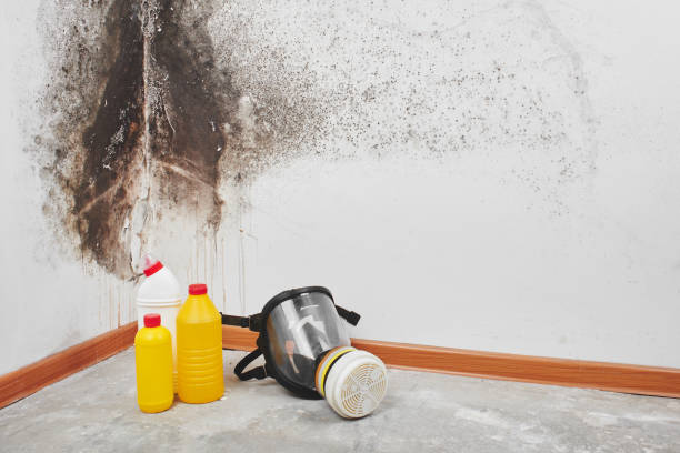 Best Mold Removal and Inspection  in Savanna, IL