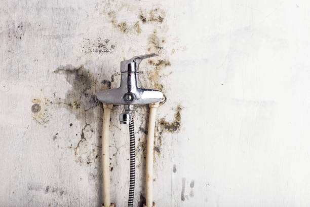 Best Mold Testing  in Savanna, IL