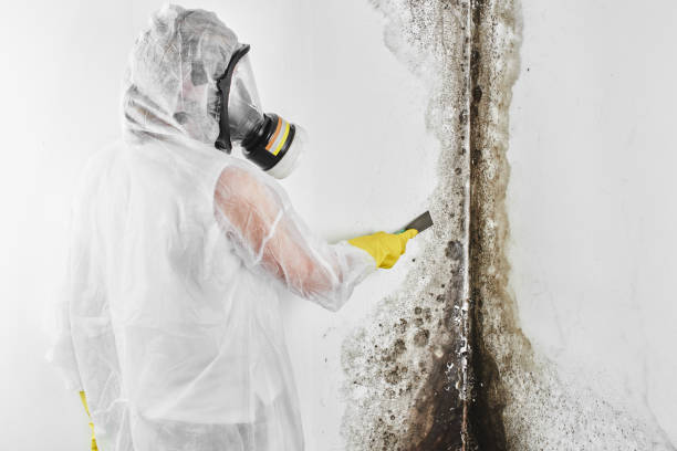 Best Commercial Mold Removal  in Savanna, IL