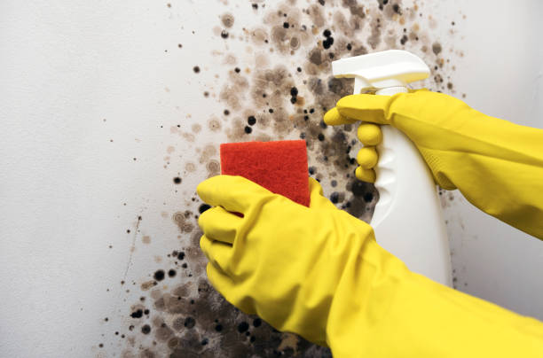 Best Mold Inspection  in Savanna, IL