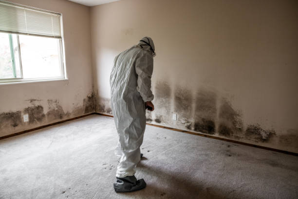 Mold Removal and Inspection in Savanna, IL