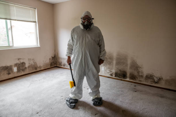 Best Mold Cleaning Services  in Savanna, IL